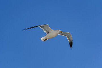 Obraz premium Marseille, France - April 14 2026: Adult yellow-legged gull in flight