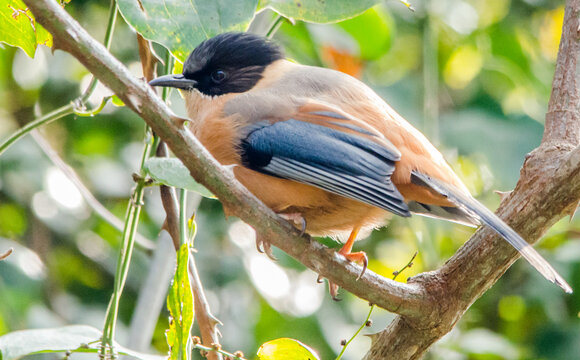 Rufous Sibia Perched on Branch Close-Up Wildlife Portrait 