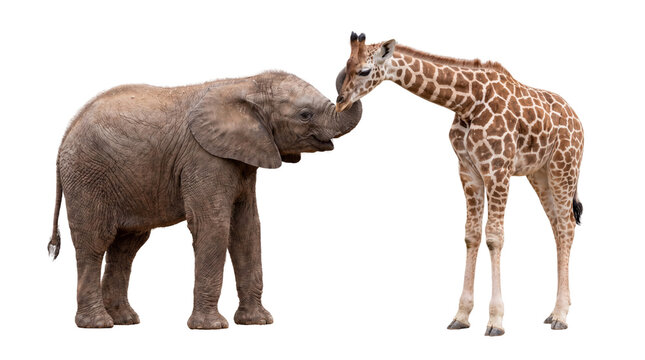An elephant and a giraffe interacting affectionately, showcasing an unlikely friendship and gentle connection between two wild African animals on a white background