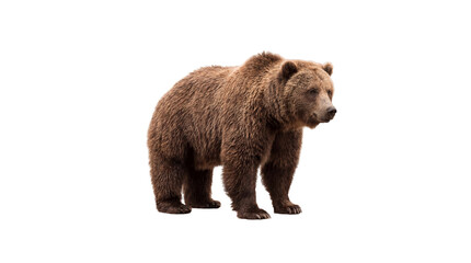 Fototapeta premium Magnificent brown bear stands proudly, showcasing its powerful presence and untamed beauty, a symbol of wild nature and formidable strength in the wilderness