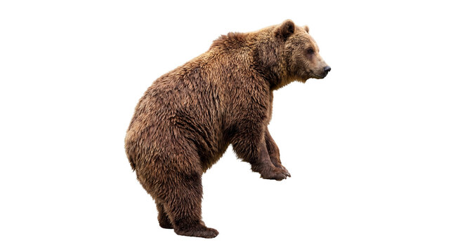 Powerful brown bear stands on its hind legs, embodying the wild spirit and raw strength of the wilderness, a commanding display of natural grandeur