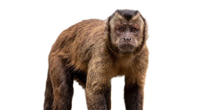 Capuchin monkey portrait, intelligent eyes and expressive features, showcasing primate beauty and inquisitive nature, isolated on a clean white background