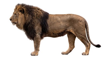 Majestic adult male lion with dark mane, a powerful African predator, stands proudly in profile, showcasing wild strength and beauty on white background © Graphic Studio