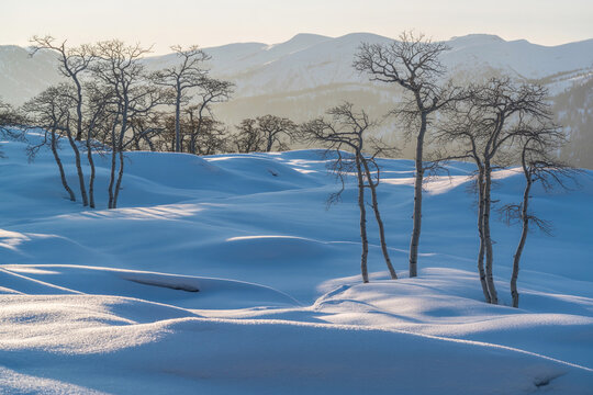 Snow covered alpine meadow with birch trees in winter landscape