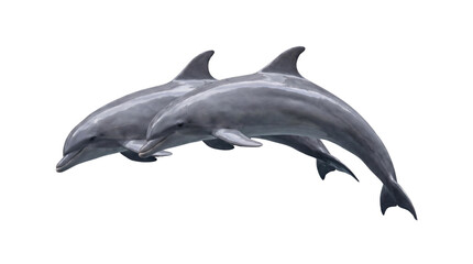 Fototapeta premium A pair of dolphins swimming gracefully together in the ocean, captured in a stunning underwater shot showcasing their playful nature and elegant forms