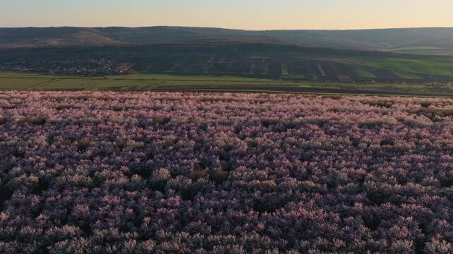 Aerial drone shot of a dense almond orchard during the spring blooming season. Pink and white blossoms are bathed in the soft, golden glow of a late afternoon sun. Moldova