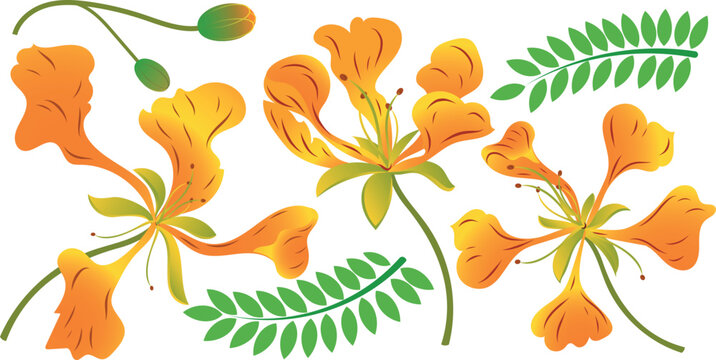 Delonix regia with an orange-yellow variant. Royal gulmohar flower vector stock illustration. From Bangalore India. Peacock flowers. Flamboyant arvore. Isolated on a white background.