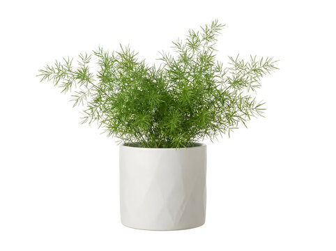 Mini-Asparagus-Farn