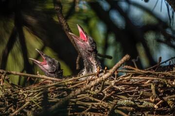 Obraz premium zwei Rabenkrähen im Nest