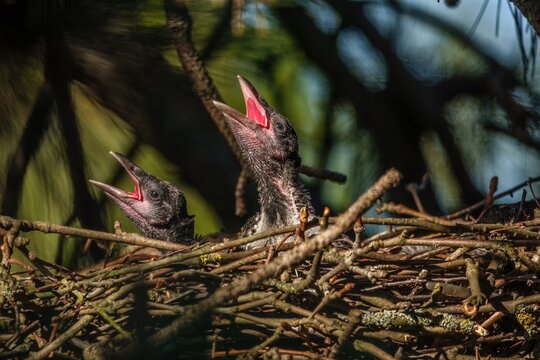 zwei Rabenkr&auml;hen im Nest