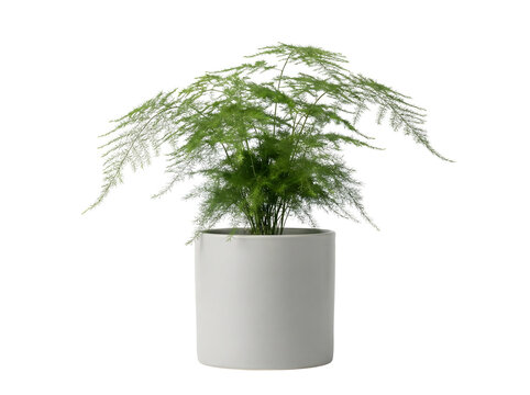 Mini-Asparagus-Farn