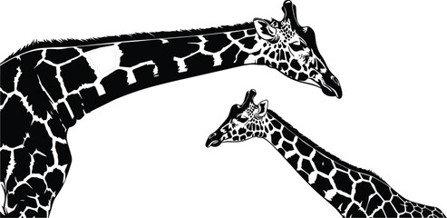 Detailed black and white vector silhouette of an adult giraffe and a young calf isolated on a white background © Romana