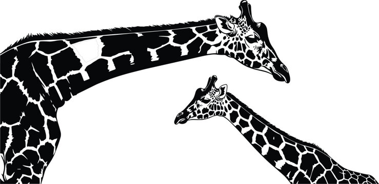 Detailed black and white vector silhouette of an adult giraffe and a young calf isolated on a white background