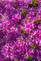 Obraz premium Azalea bush in full bloom