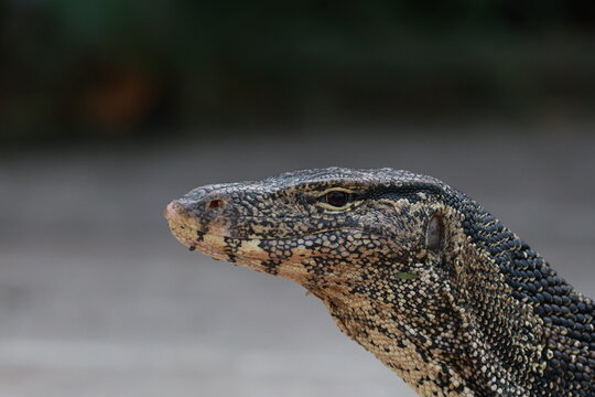 Close-up portrait of Asian water monitor lizard head