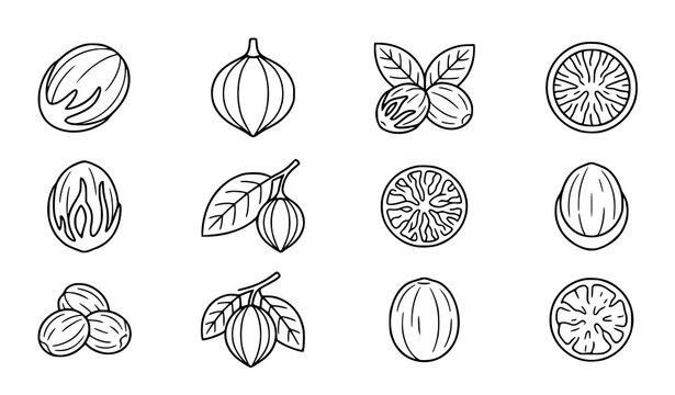 Minimal Nutmeg Spice Outline Icon Set Botanical Line Art Vector Illustration Isolated on White Background