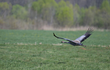Żuraw zwyczajny (Grus grus) lecący nisko nad zieloną łąką, na tle rozmytego, wiosennego krajobrazu, widok z boku  © Joanna