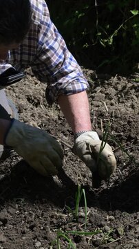 Contadino lavorazione orto