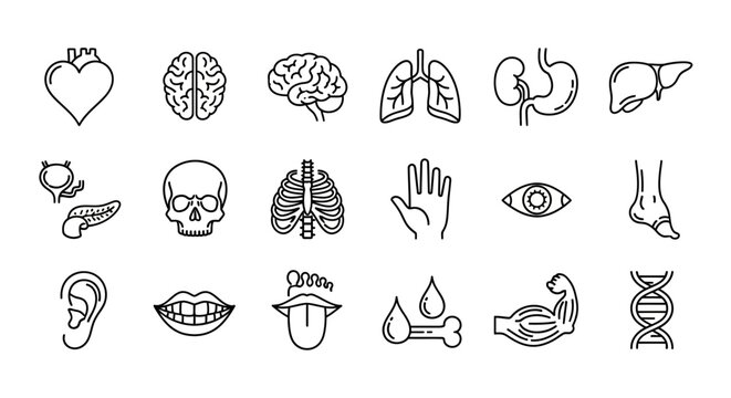 Icons of Organs and Systems, Science Graphics, Medical Illustrations, Educational Environment