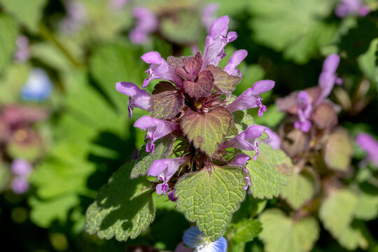 Close up of a red dead-nettle (Lamium purpureum) in spring. Important early-season food source for bees and insects