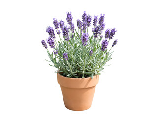 Obraz premium Mini-Lavendel im Topf