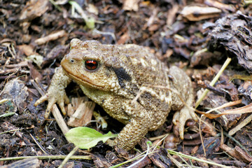 Obraz premium Close up of a European Common Toad (Bufo bufo) unearthed when weeding an asparagus bed 