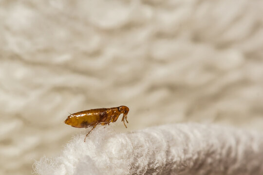 Squirrel Flea - Ceratophyllus sciurorum