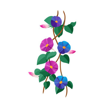 Morning Glory Vine With Blooming Flowers