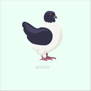 Modena Pigeon Bird