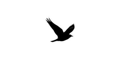 Fototapeta premium Vector illustrate of black headed eagle