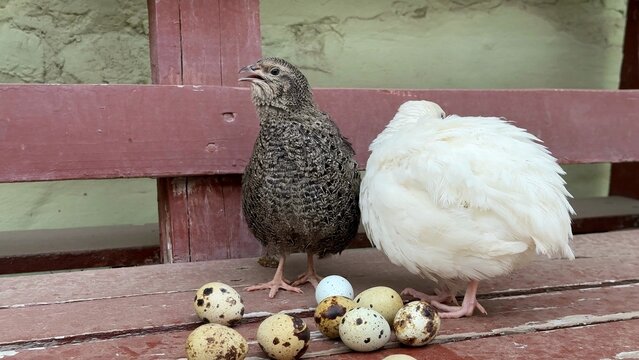 Two quail stand on a wooden bench beside a small pile of speckled eggs, rustic farm setting with soft natural light, calm domestic mood