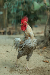 A majestic red comb sits atop a white domestic rooster roaming a rural poultry farm among brown hens and feathery livestock in a natural agriculture setting © MIkrom