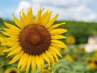 Fototapeta premium A macro-style shot of a sunflower head. The intricate patterns of the seeds and petals are highlighted against the bright sky of a sunflower field.