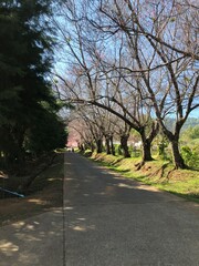 Obraz premium road and tree