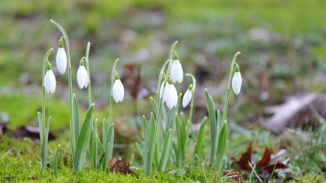 snowdrop buds blowing gently in the light wind, meadow full of snowdrop buds side by side, lawn with many white blossoms, green background, snowdrops