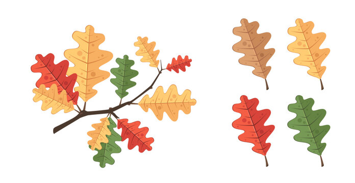 Vector set of oak leaves isolated on white background. Autumn oak leaf collection in yellow red green and brown colors. Fall nature elements for design. Oak branch illustrations for autumn season.