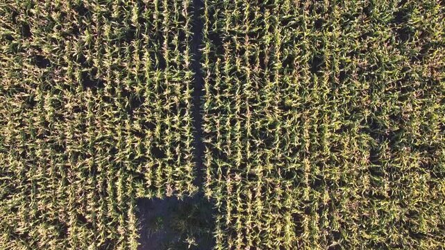 Close-up aerial footage captures the intricate patterns of a green corn field from directly above. 