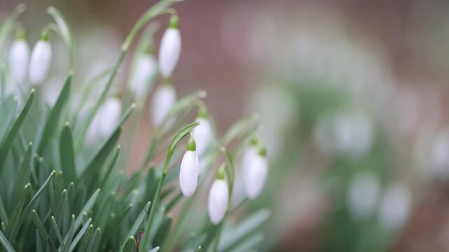 forest floor full of snowdrop buds side by side, forest with many white blossoms, snowdrop buds blowing gently in the light wind, green background, snowdrops
