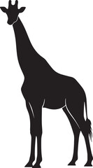 Fototapeta premium Silhouette of giraffe standing tall with long neck and legs isolated