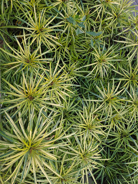 Osmoxylon lineare or Ararea or Aralea or Aralia or Miagos Bush is an ornamental plant that belongs to the bush, the leaves are green and yellow. Ararea has long leaves and sharp edges