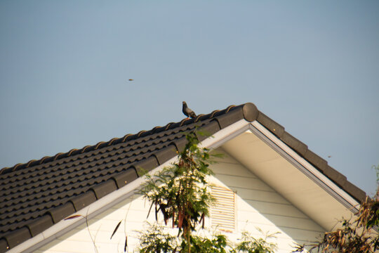 A lone pigeon resting on a modern house roof with dark tiles, framed by soft sunlight and clear blue sky. Minimal composition with natural urban wildlife and calm suburban atmosphere.