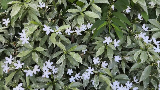 Lush Pinwheel Jasmine Shrub with Variegated Leaves and Small White Flowers