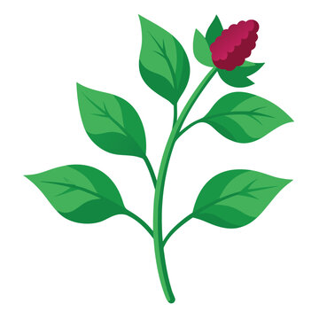 amarant grun flower with branch on white background