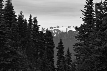 Snowy Olympic Peaks Framed by Evergreens © Savion