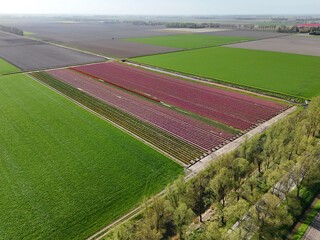 Fototapeta premium Aerial view of tulip fields in Holland in spring, in the Netherlands