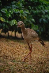 Fototapeta premium Red-legged Seriema in the Wild