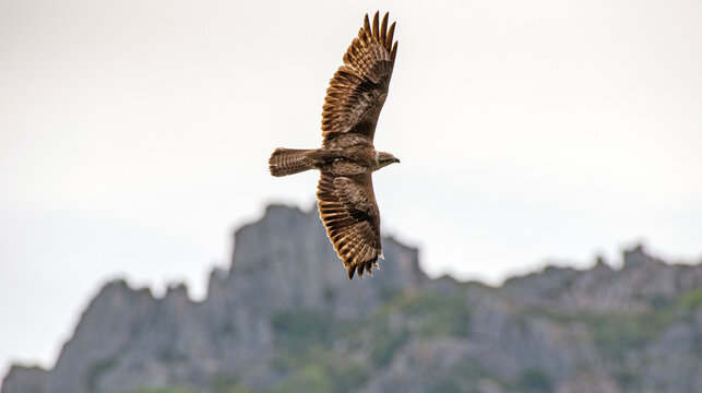 Falco pecchiaiolo in volo sui graniti di Caprera, Sardegna