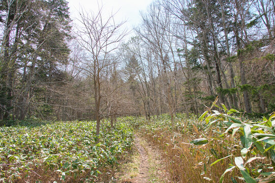 春の札幌岳登山口の風景 Spring Scenery at the Trailhead of Mt. Sapporo