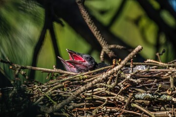 Obraz premium Rabenkrähen im Nest