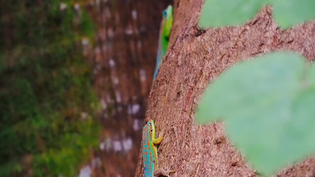 Turquoise blue tailed Ornate Day Geckos on tree trunk - mating game